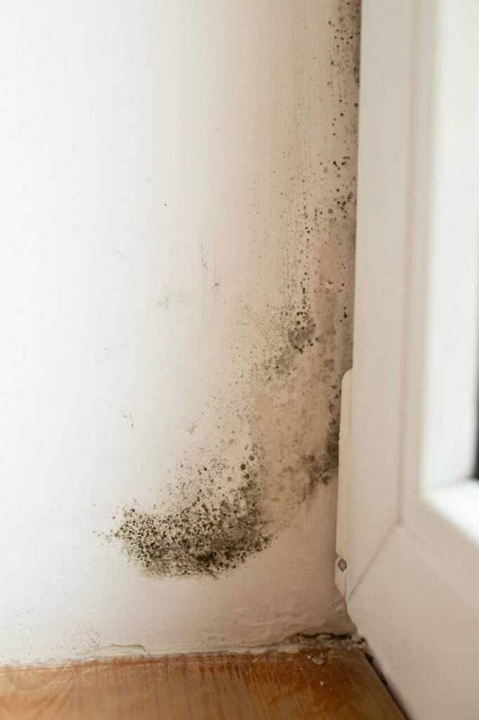 Black mold growing on a white wall corner near a window frame and wooden floor.