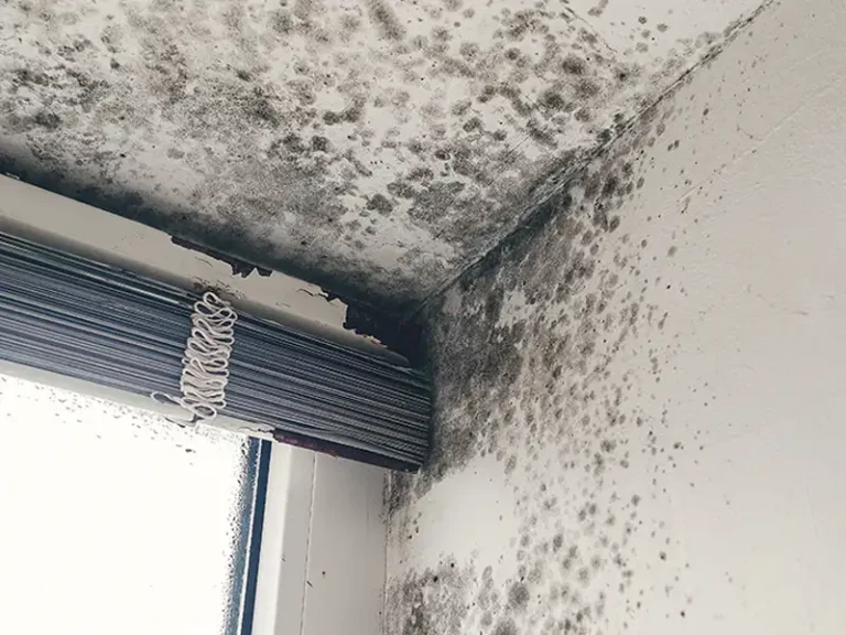 Black mold growth on a white wall and ceiling corner near a window with a closed blind.