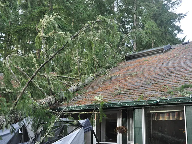 Large fallen tree resting on the roof of a house surrounded by tall evergreen trees.